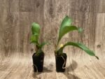 Rossioglossum williamsianum x Rossioglossum Pacifica (2” pot) - Image 2