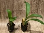 Rossioglossum williamsianum x Rossioglossum Pacifica (2” pot) - Image 6