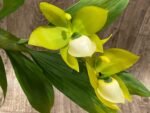IN BLOOM Cycnoches chlorochilon 'Giant Swan' × self (2.5” pot) - Image 2