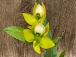 IN BLOOM Cycnoches chlorochilon 'Giant Swan' × self (2.5” pot) - Image 3