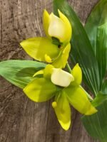 IN BLOOM Cycnoches chlorochilon 'Giant Swan' × self (2.5” pot) - Image 4