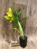 IN BLOOM Cycnoches chlorochilon 'Giant Swan' × self (2.5” pot) - Image 8