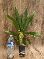 In Buds Fragrant Cycnodes Wine Delight FCC/AOS Variegated (2.5” Pot) - Image 3