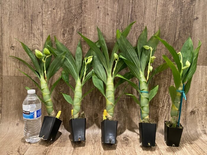 Cycnoches chlorochilon 'Giant Swan' × self (2.5” pot) - Image 3