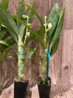 Cycnoches chlorochilon 'Giant Swan' × self (2.5” pot) - Image 7