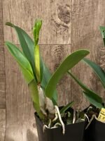 IN BUD(s) - Cattleya Ric. Shin Shiang Diamond '#1' (Kat E-Sun x Tzeng-Wen Beauty) (3.5” Pot) - Image 4