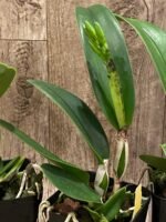 IN BUD(s) - Cattleya Ric. Shin Shiang Diamond '#1' (Kat E-Sun x Tzeng-Wen Beauty) (3.5” Pot) - Image 5
