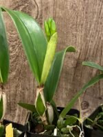 IN BUD(s) - Cattleya Ric. Shin Shiang Diamond '#1' (Kat E-Sun x Tzeng-Wen Beauty) (3.5” Pot) - Image 6