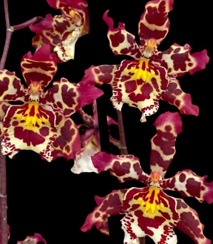 IN SPIKE Oncidium Eye Candy 'Pinkie' (3.5” pot) - Image 1