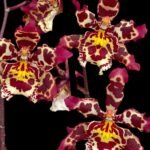 Double Spikes Oncidium Eye Candy 'Pinkie' (3.5” pot)