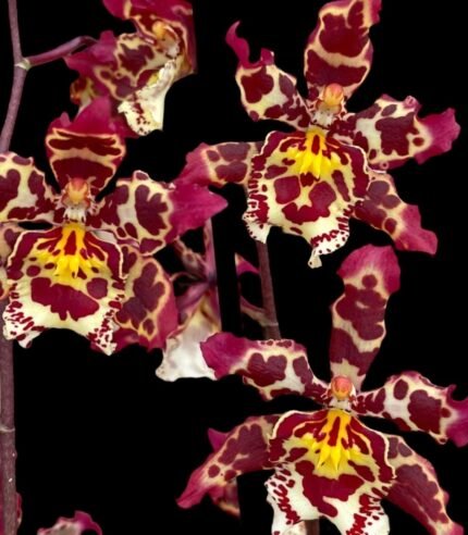 Triple Spikes Oncidium Eye Candy 'Pinkie' (3.5” pot)