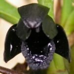 Maxillary schunkeana × sib ( black orchid) (3.5” Pot)