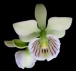 Prosthechea ionophlobia x self (3.5" pot)