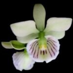 Prosthechea ionophlobia x self (3.5" pot)