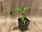 Prosthechea ionophlobia x self (3.5" pot) - Image 4
