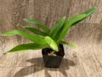 IN BUD Paph.. Olympic Spots 'Rooster' Paph. Stone Lovely 'Green Angel' (3.5” Pot) - Image 3