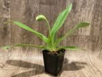 IN SPIKE Paph. Store Lovely x Yosemite Green 'Jumbo' (3.5” Pot) - Image 2