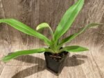 IN SPIKE Paph. Store Lovely x Yosemite Green 'Jumbo' (3.5” Pot) - Image 3