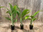 IN BUD Cycnoches chlorochilon 'Giant Swan' × Cyc. warscewiczit (2.5” pot) - Image 3