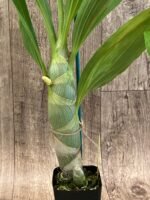 IN BUD Cycnoches chlorochilon 'Giant Swan' × Cyc. warscewiczit (2.5” pot) - Image 5