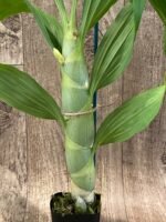 IN BUD Cycnoches chlorochilon 'Giant Swan' × Cyc. warscewiczit (2.5” pot) - Image 6