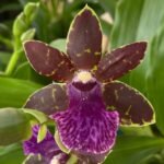 Zygopetalum Advance Australia AM/AOS