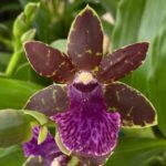 Zygopetalum Advance Australia AM/AOS