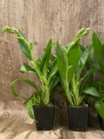 Double Spikes - Zygopetalum Advance Australia AM/AOS Fragrant (3.5” pot) - Image 4