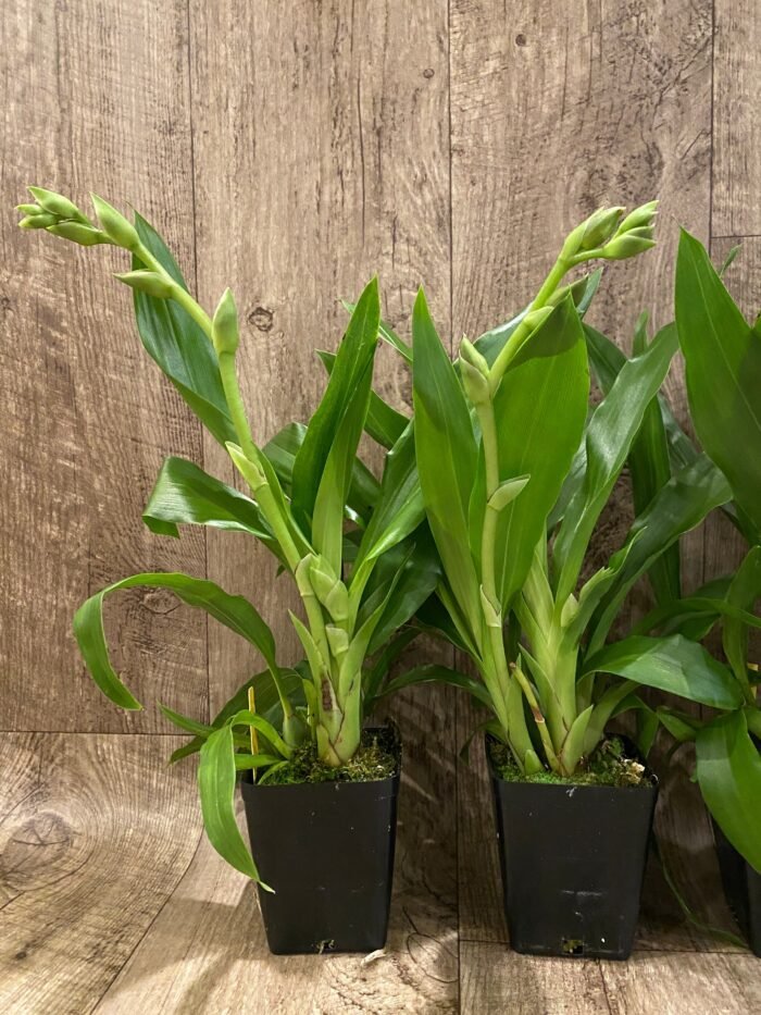 Double Spikes - Zygopetalum Advance Australia AM/AOS Fragrant (3.5” pot) - Image 4