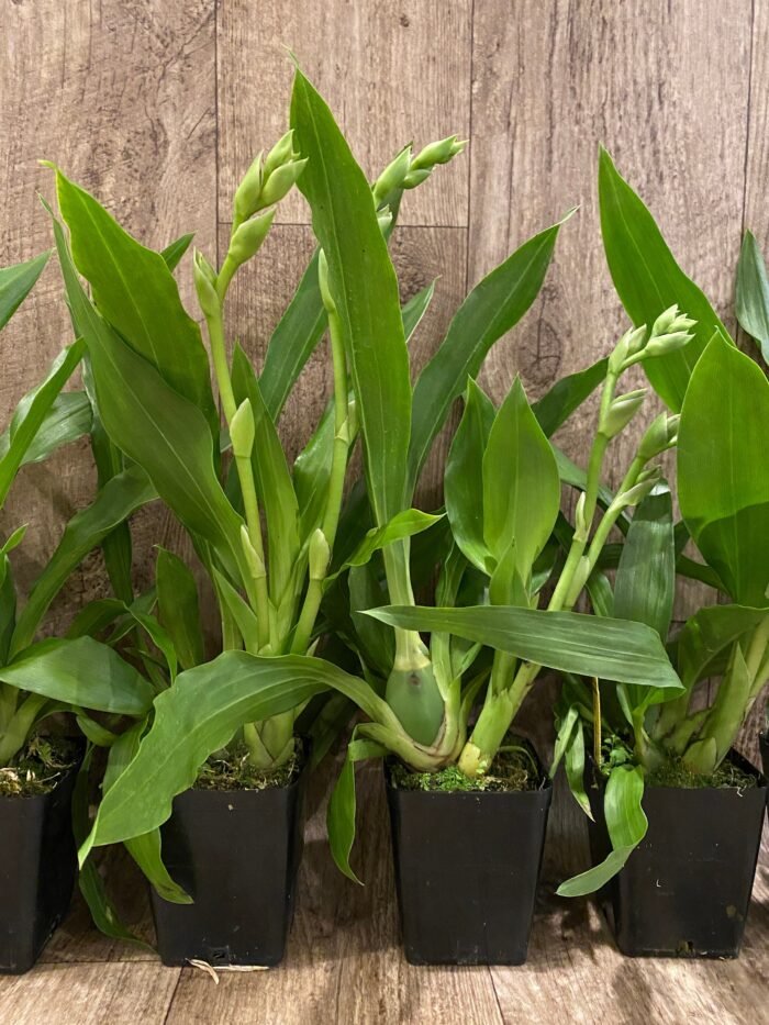Double Spikes - Zygopetalum Advance Australia AM/AOS Fragrant (3.5” pot) - Image 5