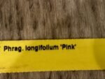 Phrag. longifolium ‘Pink’ (4.5" pot) - Image 7