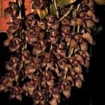 Grammatophyllum stapeliiflorum (3.5” pot)