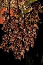 Grammatophyllum stapeliiflorum (3.5” pot)