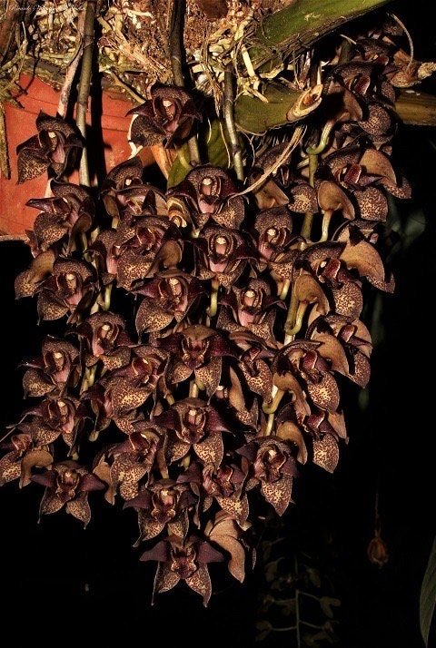 il_fullxfull.5532270922_9web.jpg Grammatophyllum stapeliiflorum (3.5” pot) - Image 1