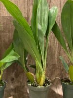 Grammatophyllum stapeliiflorum (3.5” pot) - Image 6