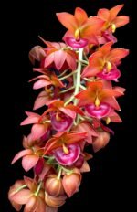 IN SPIKE Sale Fragrant Cycnodes Taiwan Gold ‘Orange’ (2” pot) - Image 3
