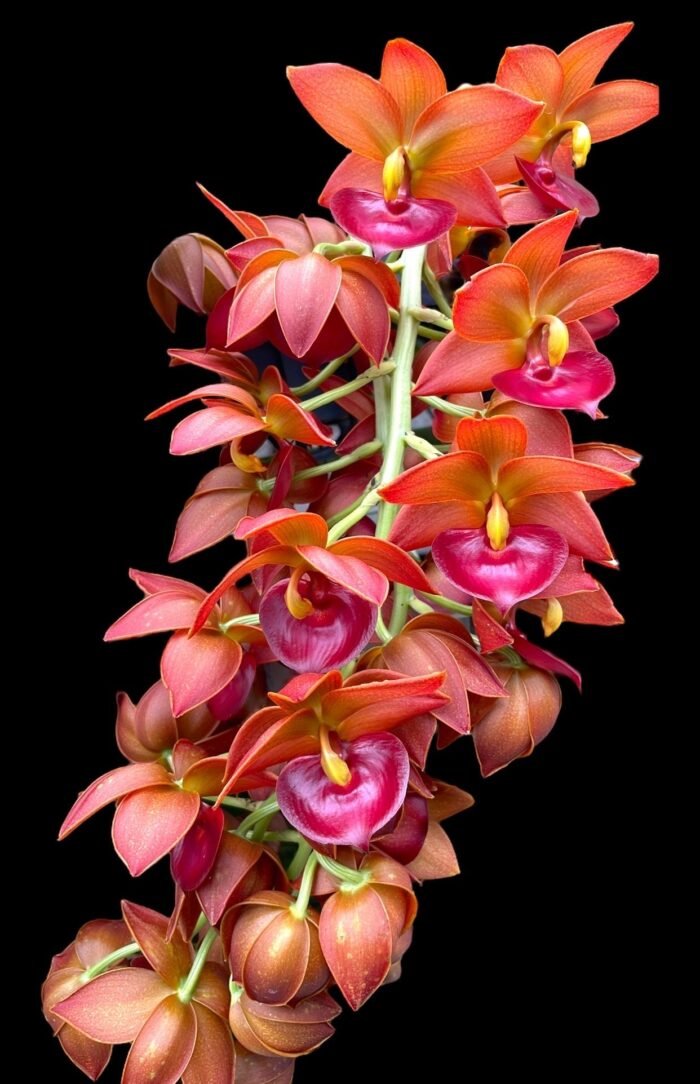IN SPIKE Sale Fragrant Cycnodes Taiwan Gold ‘Orange’ (2” pot) - Image 3