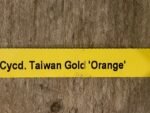 IN SPIKE Sale Fragrant Cycnodes Taiwan Gold ‘Orange’ (2” pot) - Image 8