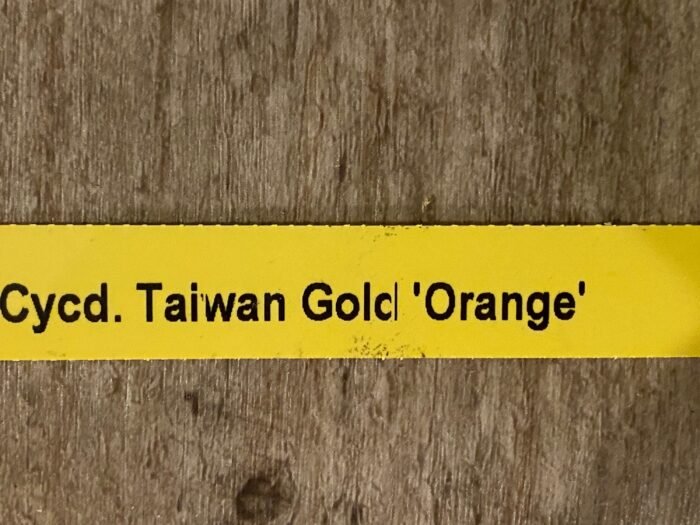 IN SPIKE Sale Fragrant Cycnodes Taiwan Gold ‘Orange’ (2” pot) - Image 8