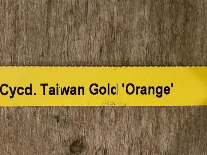 Fragrant Cycnodes Taiwan Gold ‘Orange’ (2.5” pot) - Image 10