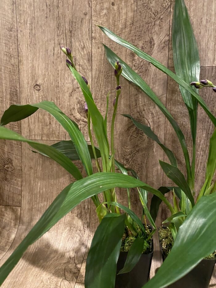 DOUBLE SPIKE- Zygonisia Cynosure ‘Blue Birds’ (3.5” pot) - Image 4