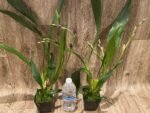 TRIPLE SPIKES - Zygonisia Cynosure ‘Blue Birds’ (3.5” pot) - Image 3