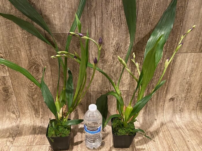 TRIPLE  SPIKES - Zygonisia Cynosure ‘Blue Birds’ (3.5” pot) - Image 3