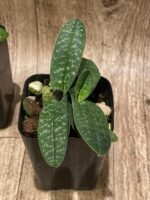 Double Plants Paph. Wössner China Moon (armeniacum x hangianum) (2” pot) - Image 5