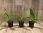 Phrag. Quintal Rewards (Frank Quintal Sr × Incan Treasure) (4.5" pot) - Image 2