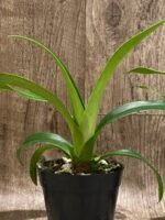 Phrag. Quintal Rewards (Frank Quintal Sr × Incan Treasure) (4.5" pot) - Image 5