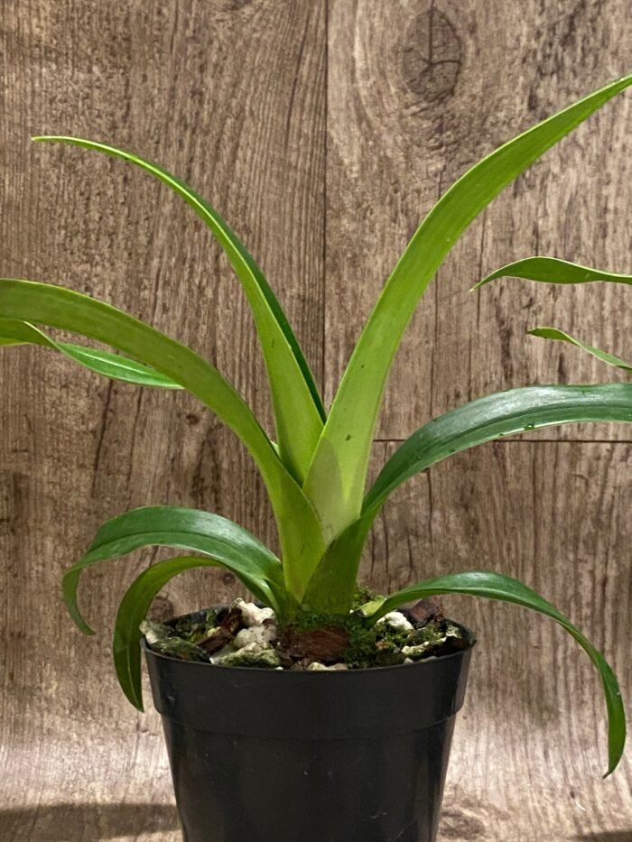 Phrag. Quintal Rewards (Frank Quintal Sr × Incan Treasure) (4.5" pot) - Image 5