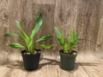 Double Plants Phrag. Quintal Rewards (Frank Quintal Sr × Incan Treasure) (4.5" pot) - Image 2