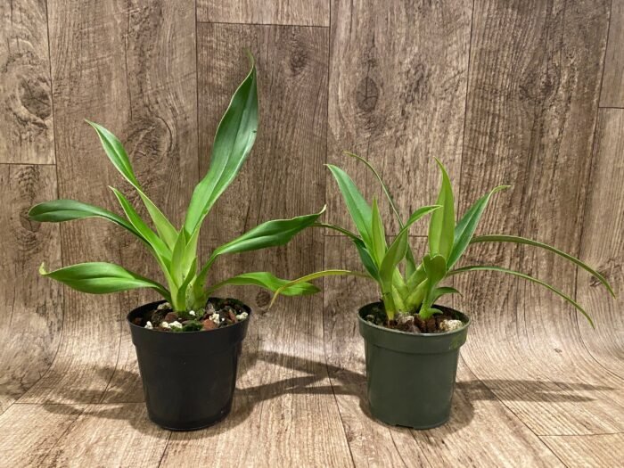 Double Plants Phrag. Quintal Rewards (Frank Quintal Sr × Incan Treasure) (4.5" pot) - Image 2
