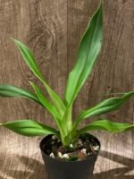 Double Plants Phrag. Quintal Rewards (Frank Quintal Sr × Incan Treasure) (4.5" pot) - Image 4
